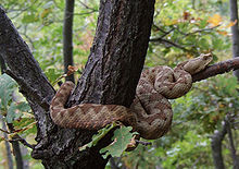 Although not a particularly aggressive species, the horned viper possesses the most potent venom of all European snakes.[71][72] It is typically regarded as the continent's most dangerous snake.[73]