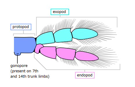 ムカデエビの二叉型の胴肢