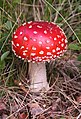 Gljiva muhara (Amanita muscaria)