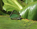 Green hairstreak