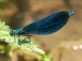 Calopteryx virgo (maschio)