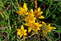 Crocus graveolens