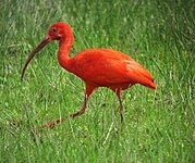 Scarlet ibis (Eudocimus ruber)