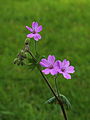 Geranium brutium