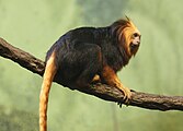 Leontopithecus chrysomelas