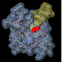 نمایی از مولکول طراحی شده در فضای سه بعدی توسط برنامه جی‌مل
