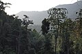 Khao Sok tropical rainforest