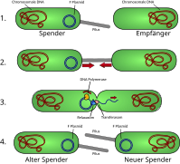 Austausch des F-Plasmids durch Konjugation