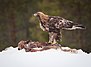 Maakotka (Aquila chrysaetos) by Jarkko Järvinen