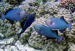 Baliste noir (Melichthys niger)