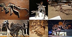 Seks forskellige arter fra Ornithischia. I læseretningen: Heterodontosaurus tucki, Stegosaurus stenops, Scolosaurus thronus, Edmontosaurus annectens, Stegoceras validum og Triceratops horridus.