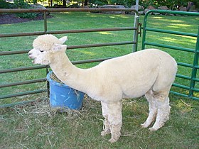 Alpaca.