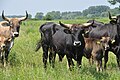 "Londo" (centre): 50% Sayaguesa, 25% Heck, 25% Chianina; son of Lamarck