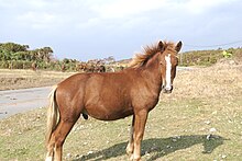Un cheval Yonaguni alezan dans un pré.