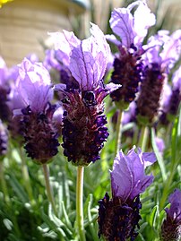 Lavandula