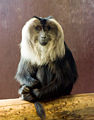 Lion-tailed macaque