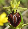 Ophrys sphegodes catalcana