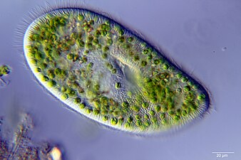 Ciliate