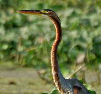 Ardea purpurea manilensis en Lago Kolleru, Andra-Pradeŝo, Barato