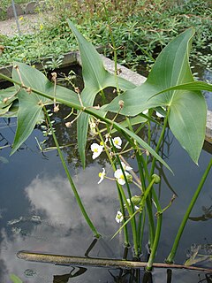 Обикновен стрелолист (S. sagittifolia)