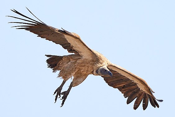 White-backed vulture (gyps africanus) near Okaukuejo in Etosha National Park, Namibia