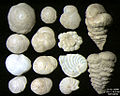 Foraminifera dell'isola di Pag in Croazia; profondità -60 m, ampiezza campo immagine = 5,5 mm