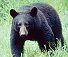 Black bear