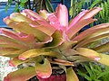 Bromeliad6