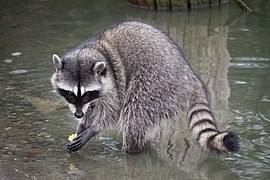 Procyon lotor ~ Biugbol (Procyonidae)