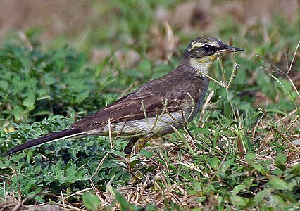 Vintranta birdo en Kalkato (Okcidenta Bengalo, Barato)