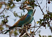 I vinterkvarteret i Kruger nationalpark, Sydafrika.