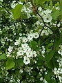 Northern downy hawthorn (Crataegus submollis)