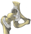 Hip-joint, front view