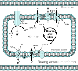 Mitochondrial electron transport chain—Etc4-ms.svg 19:26, 11 April 2014