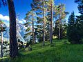 Image 20Preserved internal alpine forest and meadow, Vanoise National Park (from Alps)