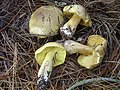 シモコシ（Tricholoma auratum、キシメジ科）