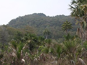 Tropischer Wald in Tirilolo