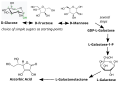 Vitamin C biosynthesis in plants