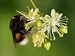 Bonbus terrestris edo erlastar arrunta. Erregina.