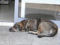 An agouti dog