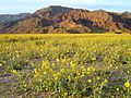 La Vallée en fleurs (superbloom), printemps 2005.