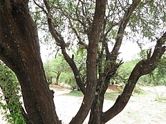 El mezquite es un árbol espinoso y de poca altura, abundante en la región.
