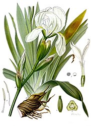 Iris germanica L. var. florentina Dykes