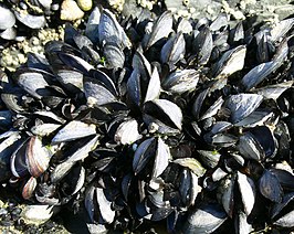 Mossel (weekdier)