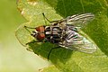 Muscina prolapsa fly