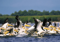 Pellicani nel Delta del Danubio, Romania.