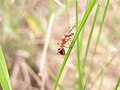 Муравей Formica sp. (Hymenoptera: Formicidae) сфотографировано в Донецке, в апреле.