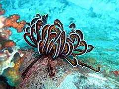 Comanthus bennetti (Crinoidea).