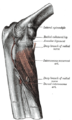 손뒤침근 (supinator m.).