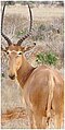 Antylopa Huntera, Hunter's antelope, Hunter-Antilope